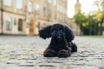 Cute black toy poodle dog lying on the street on a summer day and looking at the camera. Walk with a pet.