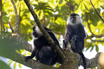 colobus monkey