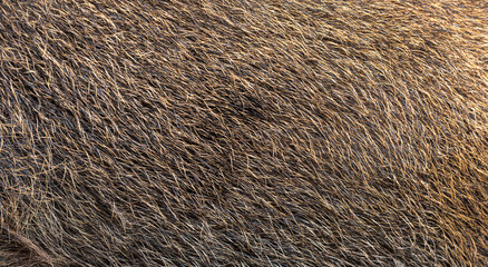 Close-up on Wild boar coat