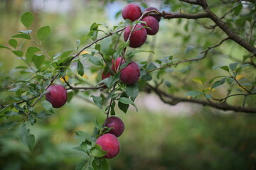 Berries in a mug on the board. Berries on a branch.