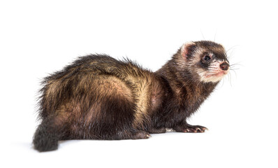 Back view of a European polecat looking back or looking away, isolated
