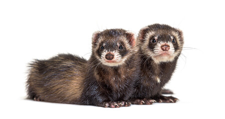 Two European polecat standing together, ferrets