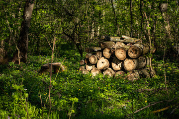 Deforestation in every region of the world will lead to the disappearance of forests and the emission of carbon dioxide.