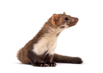 Beech marten looking away, isolated on white