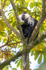 colobus monkey