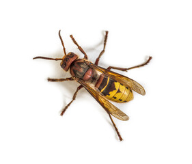 Top view of a Hornet, Vespa Crabro, isolated on white