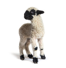 Valais Blacknose, German: Walliser Schwarznasenschaf, is a breed of domestic sheep originating in...