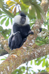 Obraz premium colobus monkey