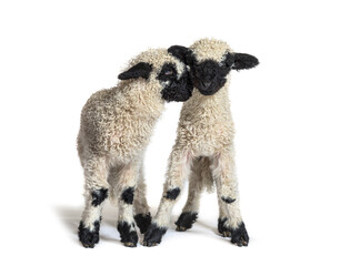 Two lambs cuddling, isolated on white