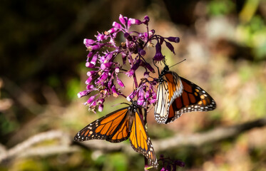 Close up of Monarch butterflies (Danaus plexippus), Monarch Butterfly Biosphere Reserve, UNESCO World Heritage Site, El Rosario, Michoacan, Mexico