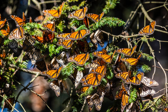 Millions of butterflies covering trees, Monarch Butterfly Biosphere Reserve, UNESCO World Heritage Site, El Rosario, Michoacan, Mexico