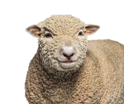Head shot, portrait, Southdown sheep, Babydoll, smiling sheep, isolated