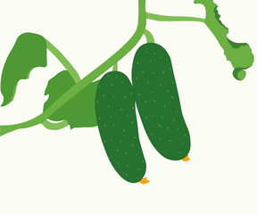 Fresh cucumbers. Vegetables in the garden.
