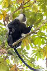 colobus monkey