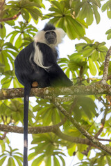 colobus monkey