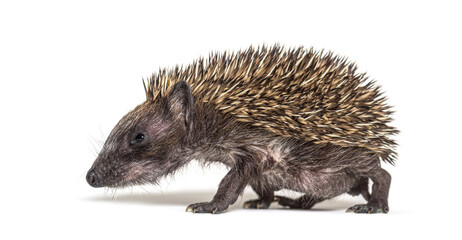 Side view of a Young European hedgehog, isolated on white