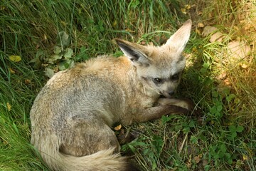 The fennec  fox is lying and resting on the grass.The fennec fox Vulpes zerda is a small crepuscular fox native to the Sahara Desert and the Sinai Peninsula.