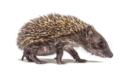 Side view of a baby European hedgehog walking on a white background © Eric Isselée