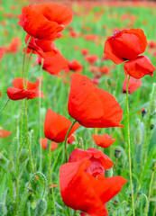 Fototapeta premium Papaverales - Red Poppy Flower