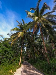 Obraz premium palm trees on the beach