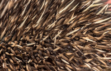 Close up of hedgehog needles spine macro texture background