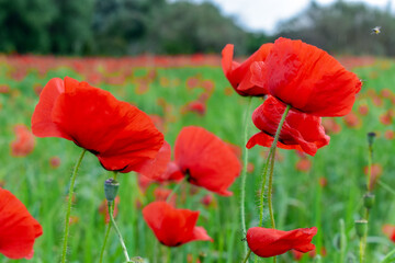 Naklejka premium Papaverales - Red Poppy Flower