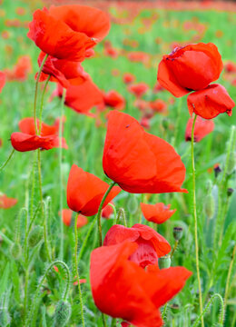 Poppy-Flower Images – Browse 141 Stock Photos, Vectors, and Video ...