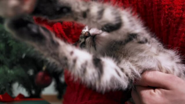 Girl in red sweater holds in hand cute cat and play with Christmas ball