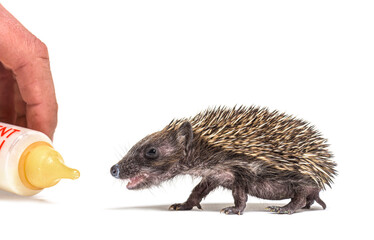 Helping hand carrying a bottle to feed a baby european hedgehog