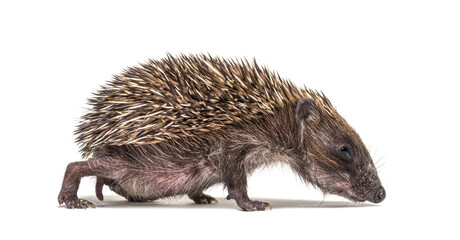 Side view of a baby European hedgehog walking and sniffing the ground on a white background