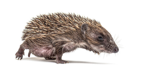 Young European hedgehog walking on a white background