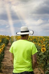 A male farmer stands on a path  between two sunflower fields.