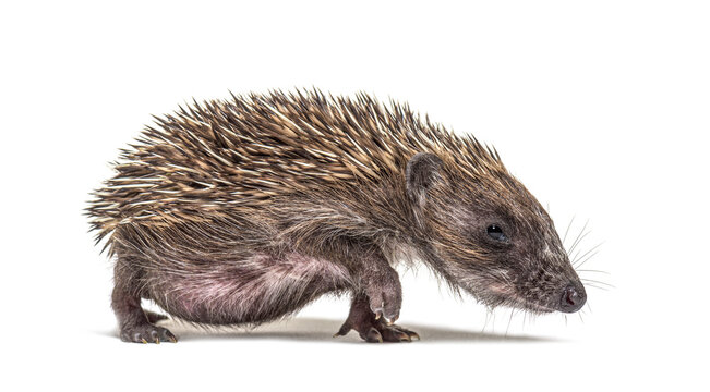 Young European hedgehog © Eric Isselée