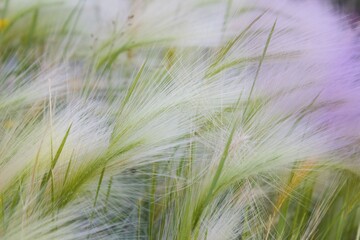 Young hairy grass in the summer light that looks like fresh ears of grain.