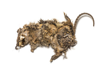 Dry dead rat in state of decomposition, isolated on white