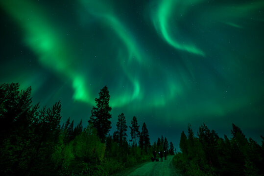 Photographers taking pictures of aurora borealis (Northern Lights) over coniferous forest, Muonio, Lapland, Finland