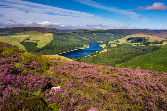 View of Upper Derwent Reservoir and flowering heather in August from Derwent Edge, Peak District National Park, Derbyshire, England, United Kingdom