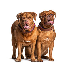 Couple of Dogue de Bordeaux sitting together, isolated on white