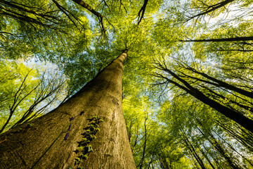 Trunks and canopy of beech trees (Fagus sylvatica), Kent, England, United Kingdom