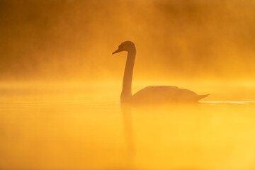 Mute swan (Cygnus olor) at sunrise, Kent, England, United Kingdom