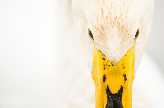 Close-up of Whooper swan (Cygnus cygnus), Kent, England, United Kingdom