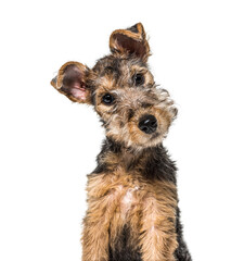 portrait of a Young Grizzle and tan Lakeland Terrier dog sitting, three months old