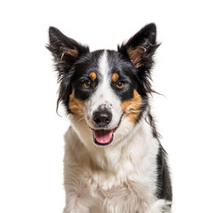 head shot of a panting Border Collie, isolated