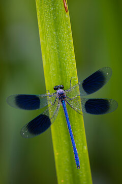 Banded Demoiselle (Calopteryx splendens) damselfly covered with dew, Kent, England, United Kingdom