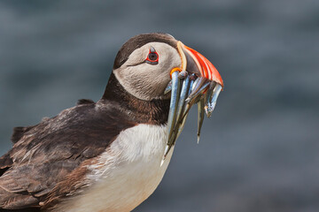 An Atlantic Puffin (Fratercula arctica), carrying sand eels, Staple Island, Farne Islands, Northumberland, northeast England, United Kingdom