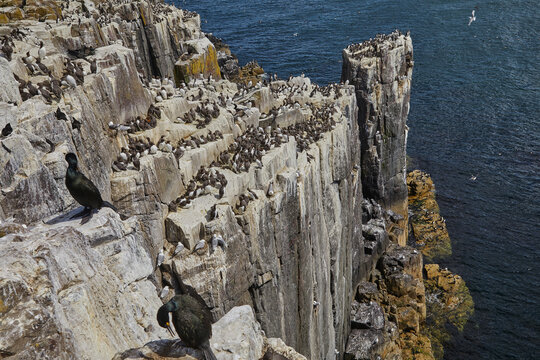 Guillemots (Uria aalge) and Razorbills (Alca torda), nesting on the cliffs of Inner Farne, Farne Islands, Northumberland, England, United Kingdom