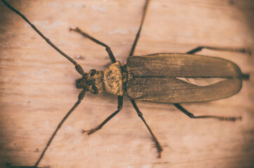 Big black beetle on wooden background. Natural wooden brown board texture.