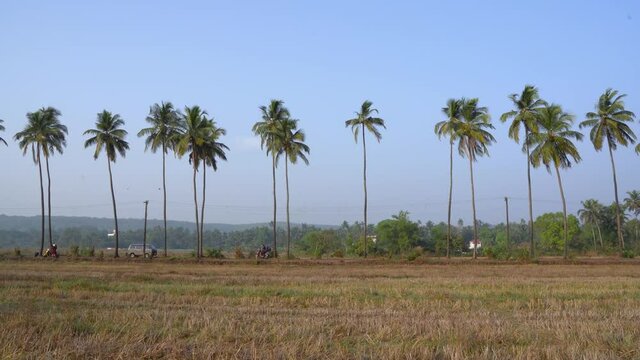Palm tree planted in a row