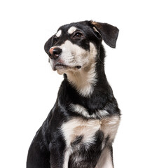 Head shot of a Black and white Crossbreed dog looking away