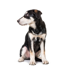 Worried Crossbreed dog looking away, profile, isolated on white